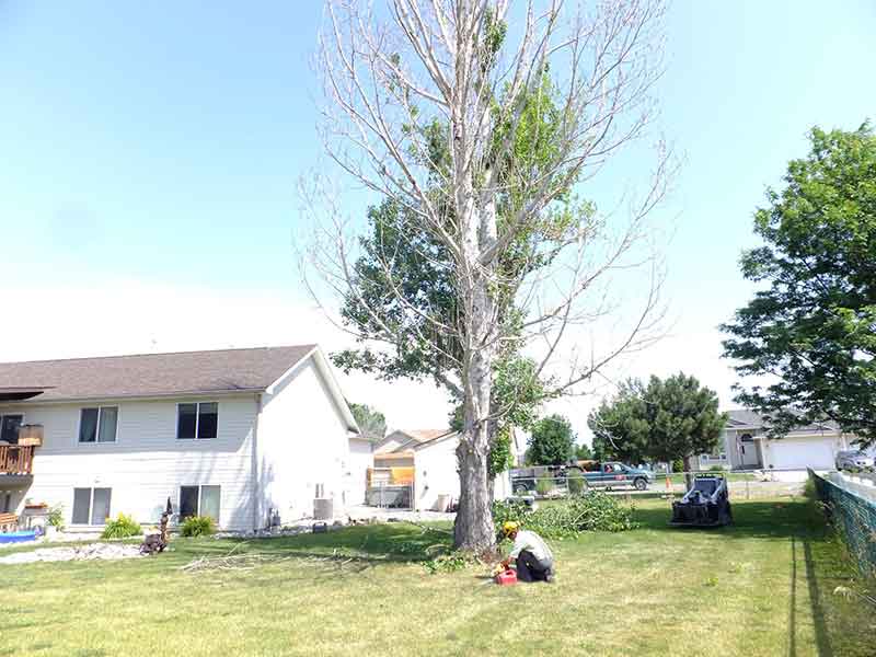 Diamond K removing a danger tree.