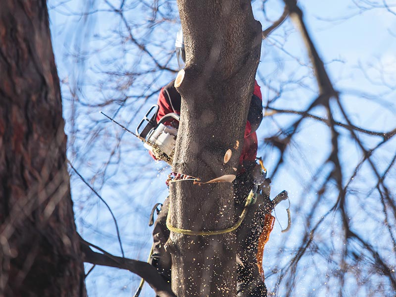 Tree removal.