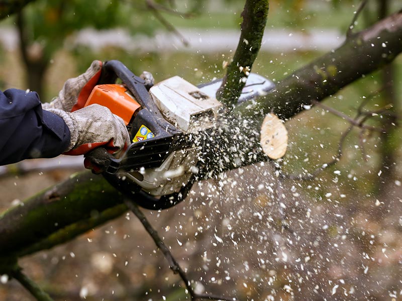 Tree pruning.
